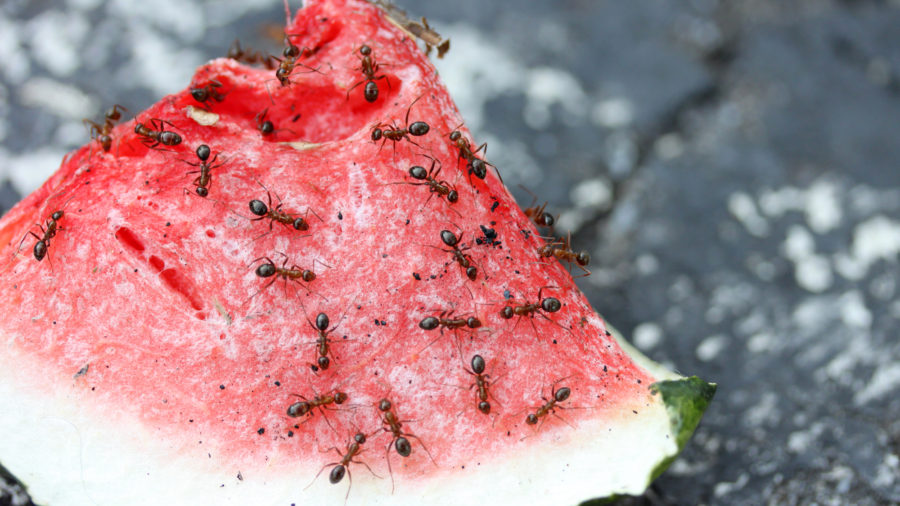 How to get rid of obsessive insects on a picnic? 7 effective tips